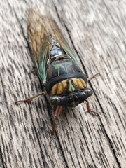 Neotibicen lyricen