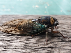 Neotibicen lyricen