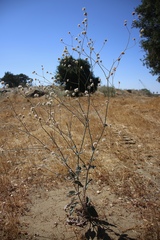 Eriogonum nudum psychicola