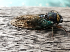 Neotibicen lyricen