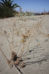 Erysimum capitatum angustatum