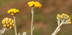 Helichrysum aureonitens