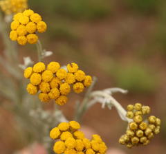 Helichrysum aureonitens