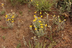 Helichrysum aureonitens