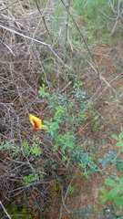 Chamaecytisus spinescens
