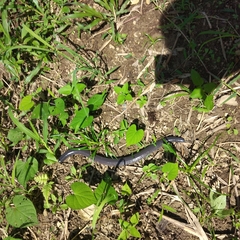 Dermophis mexicanus