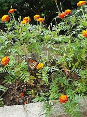 Danaus plexippus