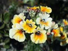 Nemesia strumosa
