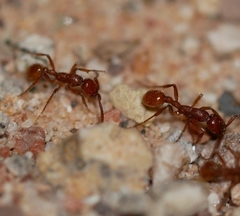 Neivamyrmex nigrescens