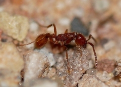 Neivamyrmex nigrescens