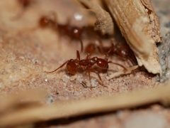 Neivamyrmex nigrescens