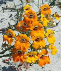 Nemesia strumosa