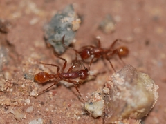 Neivamyrmex nigrescens