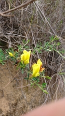 Chamaecytisus spinescens