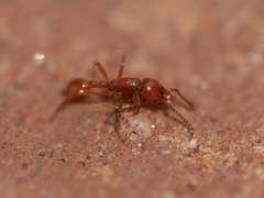 Neivamyrmex nigrescens