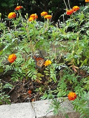 Danaus plexippus