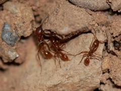 Neivamyrmex nigrescens