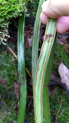 Haplopteris taeniophylla