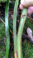 Haplopteris taeniophylla