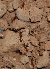 Neivamyrmex nigrescens