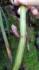 Haplopteris taeniophylla