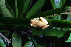 Dendropsophus phlebodes