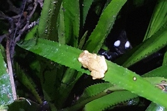 Dendropsophus phlebodes