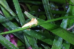 Dendropsophus phlebodes