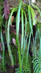 Haplopteris taeniophylla