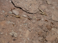 Neivamyrmex nigrescens