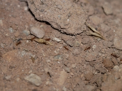 Neivamyrmex nigrescens