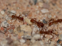 Neivamyrmex nigrescens