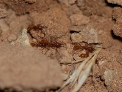 Neivamyrmex nigrescens