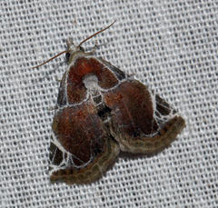 Eublemma costimacula