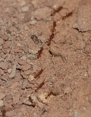 Neivamyrmex nigrescens