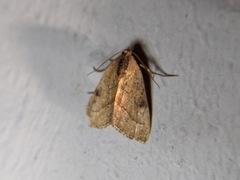 Galgula