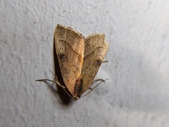 Galgula