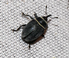 Rhyssomatus marginatus