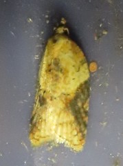 Acleris britannia