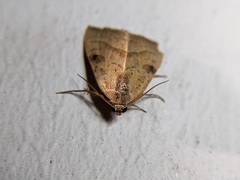 Galgula