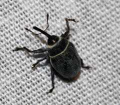 Rhyssomatus marginatus