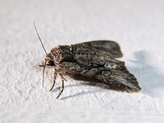 Lacanobia subjuncta