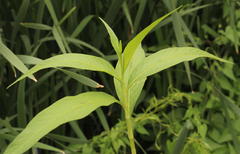 Persicaria lapathifolia