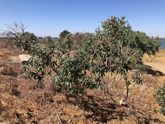 Ricinus communis