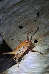 Ischnomela pulchripennis