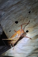 Ischnomela pulchripennis