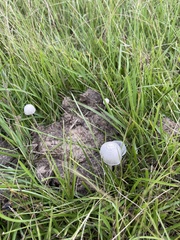 Panaeolus cyanescens