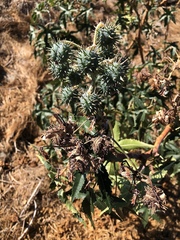 Ricinus communis