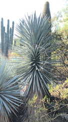 Yucca baccata baccata
