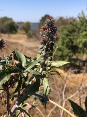 Ricinus communis